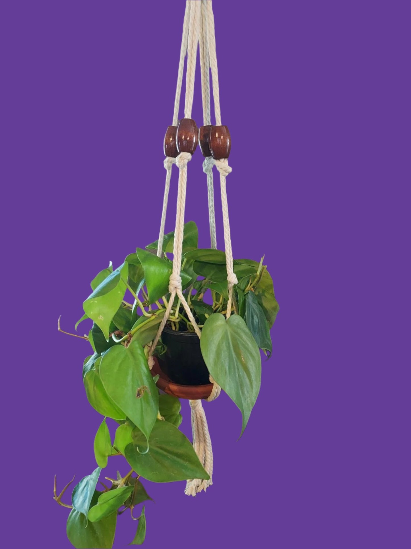 Distinctive plant hanger with decorative crown knots, a single large bead per arm, and a tassel