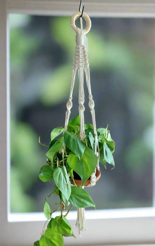 Delicate hanger with knot accents perfect for petit plants