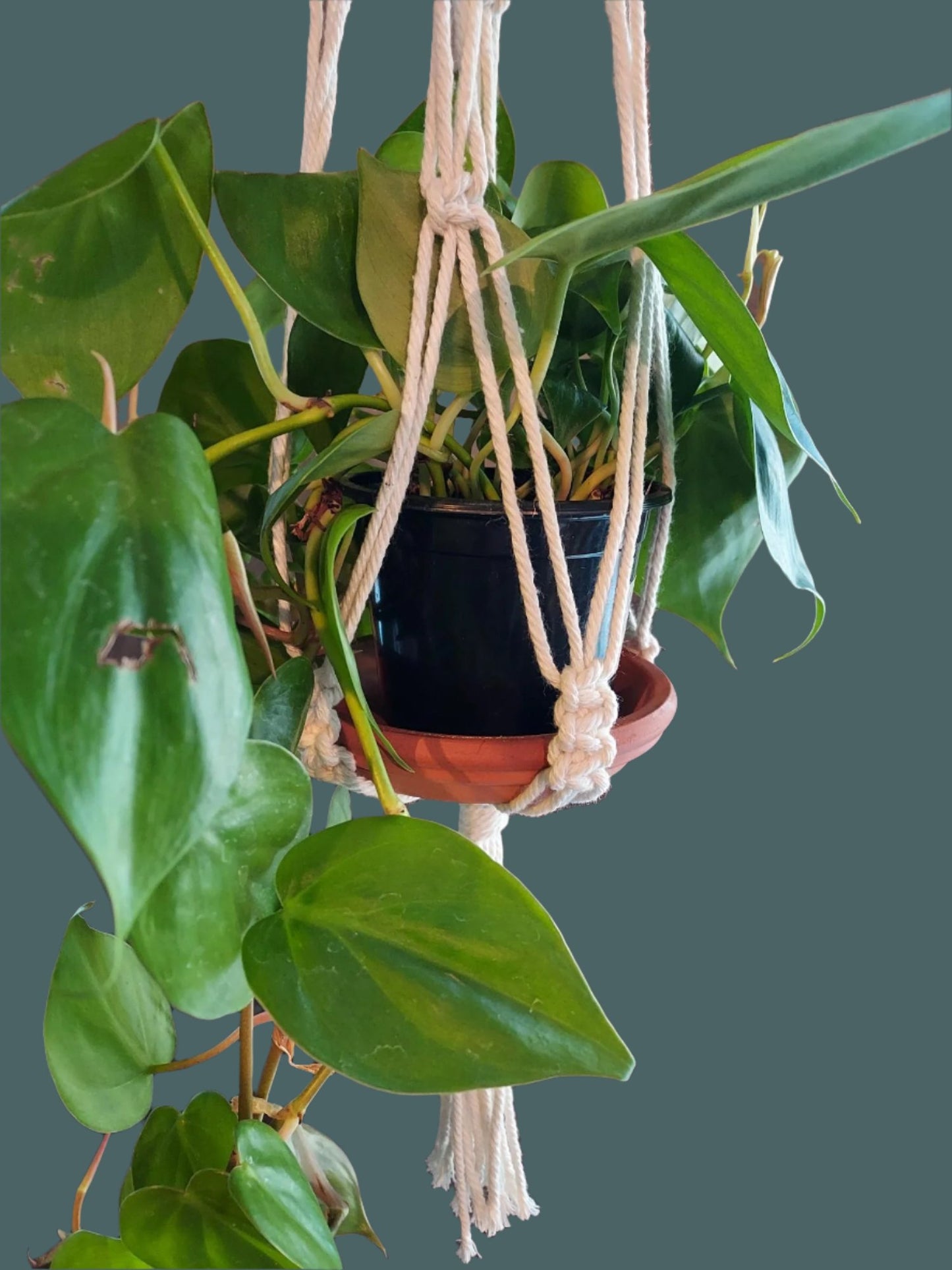 Delicate hanger with knot accents perfect for petit plants