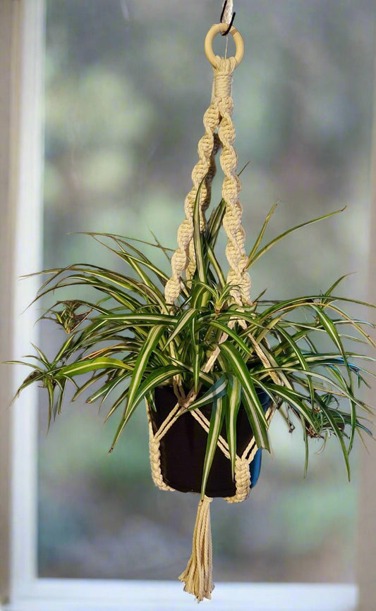 Eye-catching "twisty" hanger great for larger plants