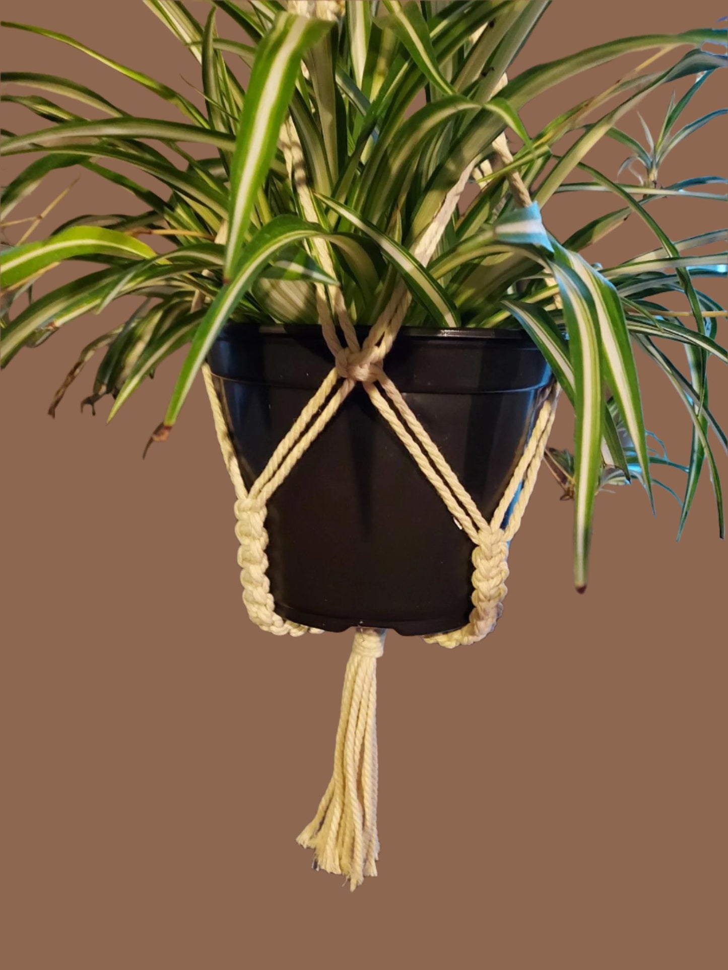 Eye-catching "twisty" hanger great for larger plants